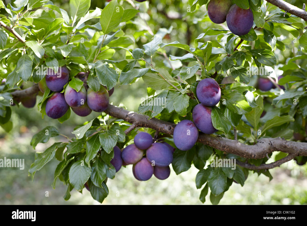 Plums, Cawston, Similkameen Country, British Columbia, Canada Stock