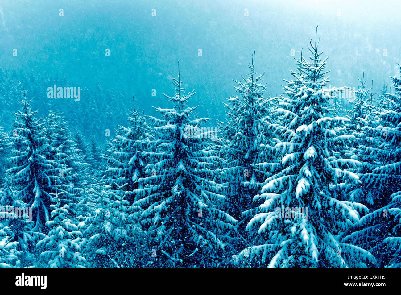 snowfall over mountain winter forest Stock Photo - Alamy