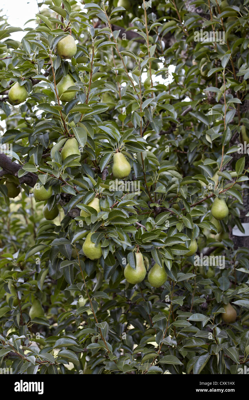 Bartlett Pears, Cawston, Similkameen Country, British Columbia, Canada
