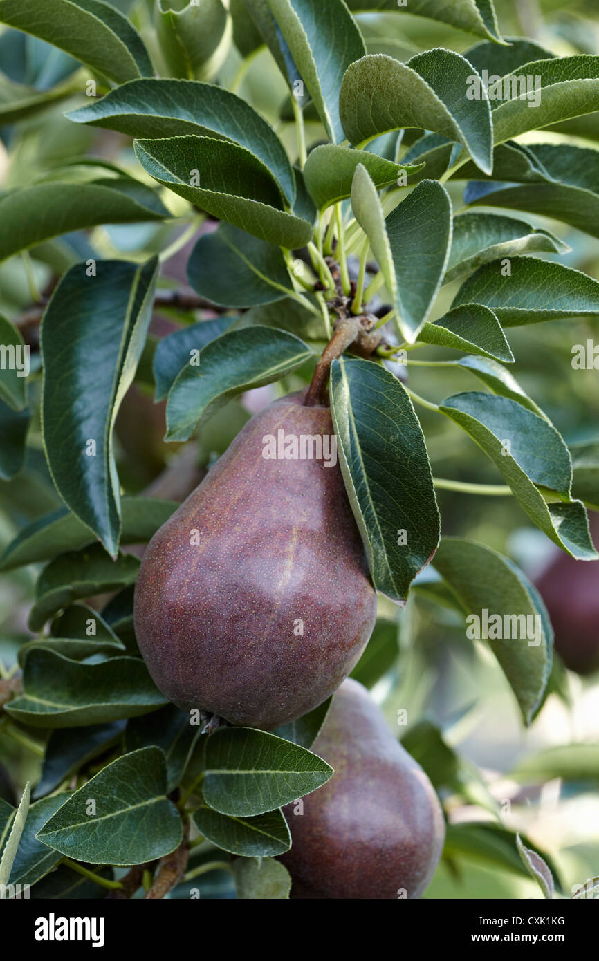 Red Anjou Pears, Cawston, Similkameen Country, British Columbia, Canada