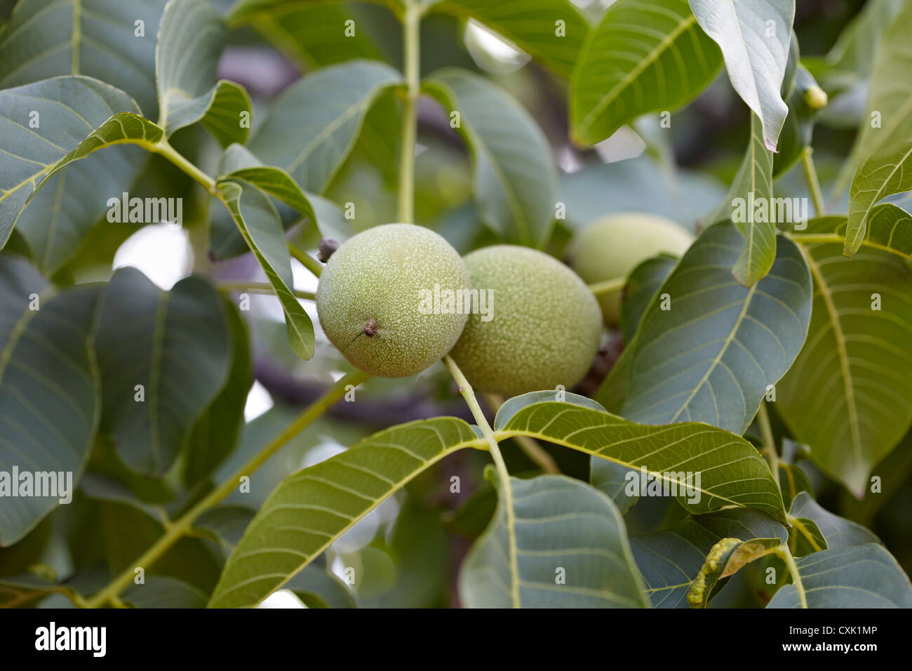 Walnut tree grove hires stock photography and images Alamy