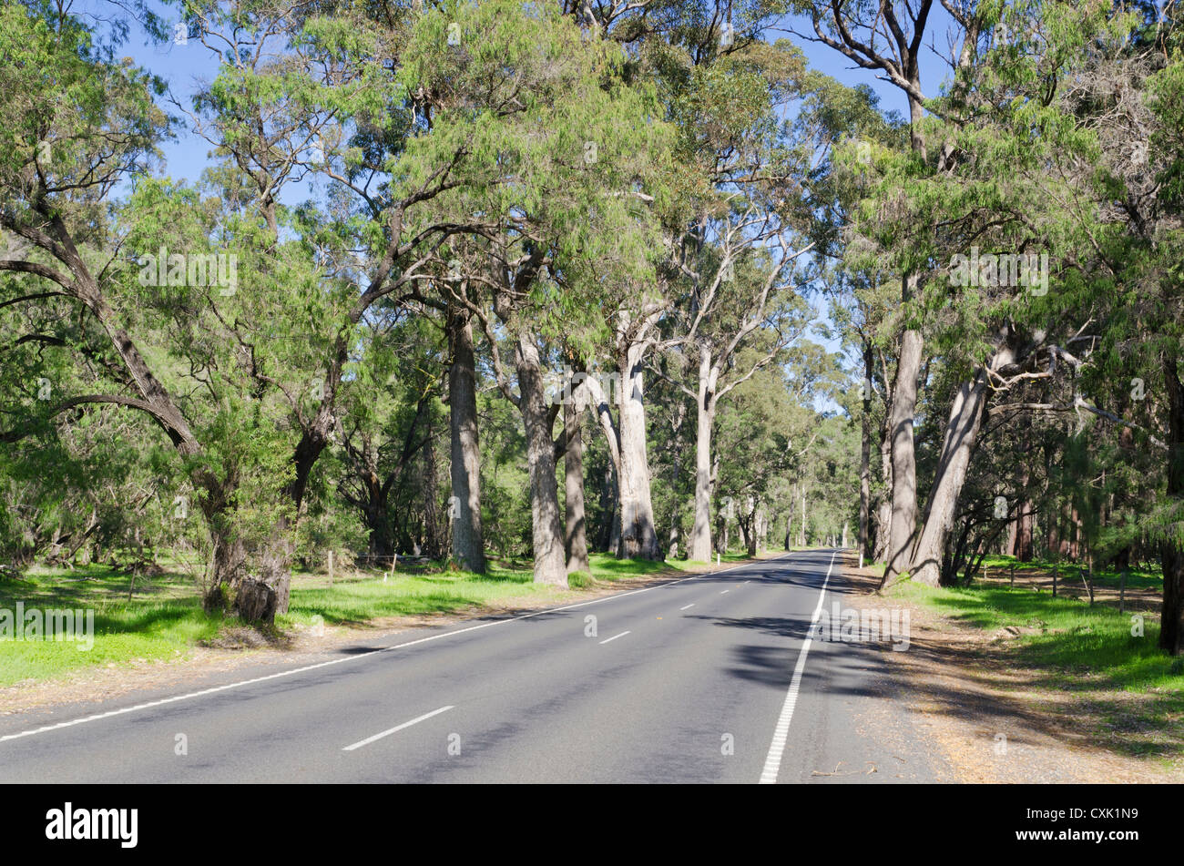 Ludlow Tuart Forest Tourist Drive between Capel and Busselton, Wonnerup, Western Australia Stock Photo