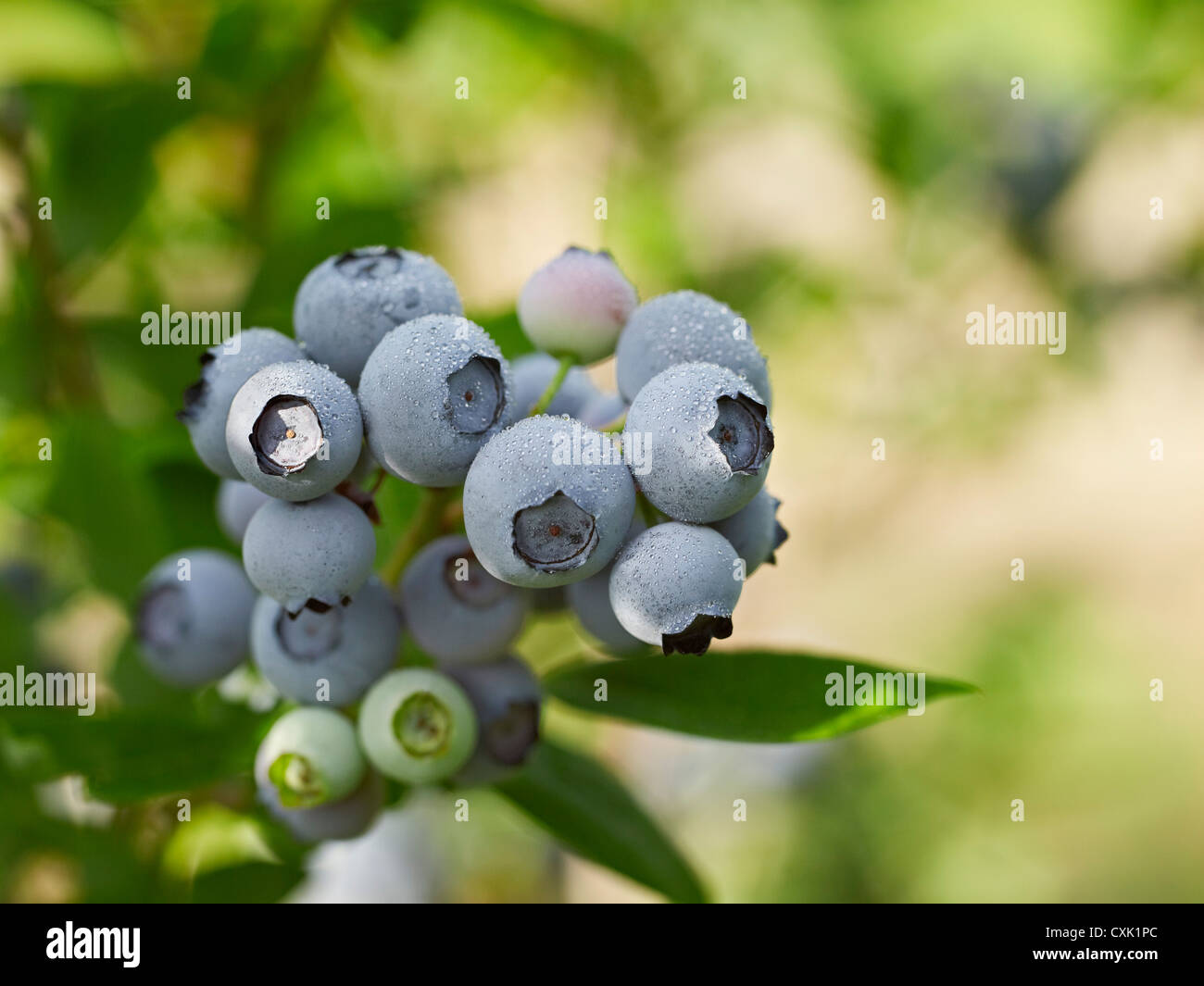 Blueberries, Barrie, Ontario, Canada Stock Photo Alamy