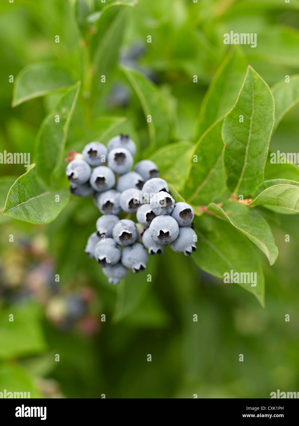 Blueberries, Barrie, Ontario, Canada Stock Photo Alamy