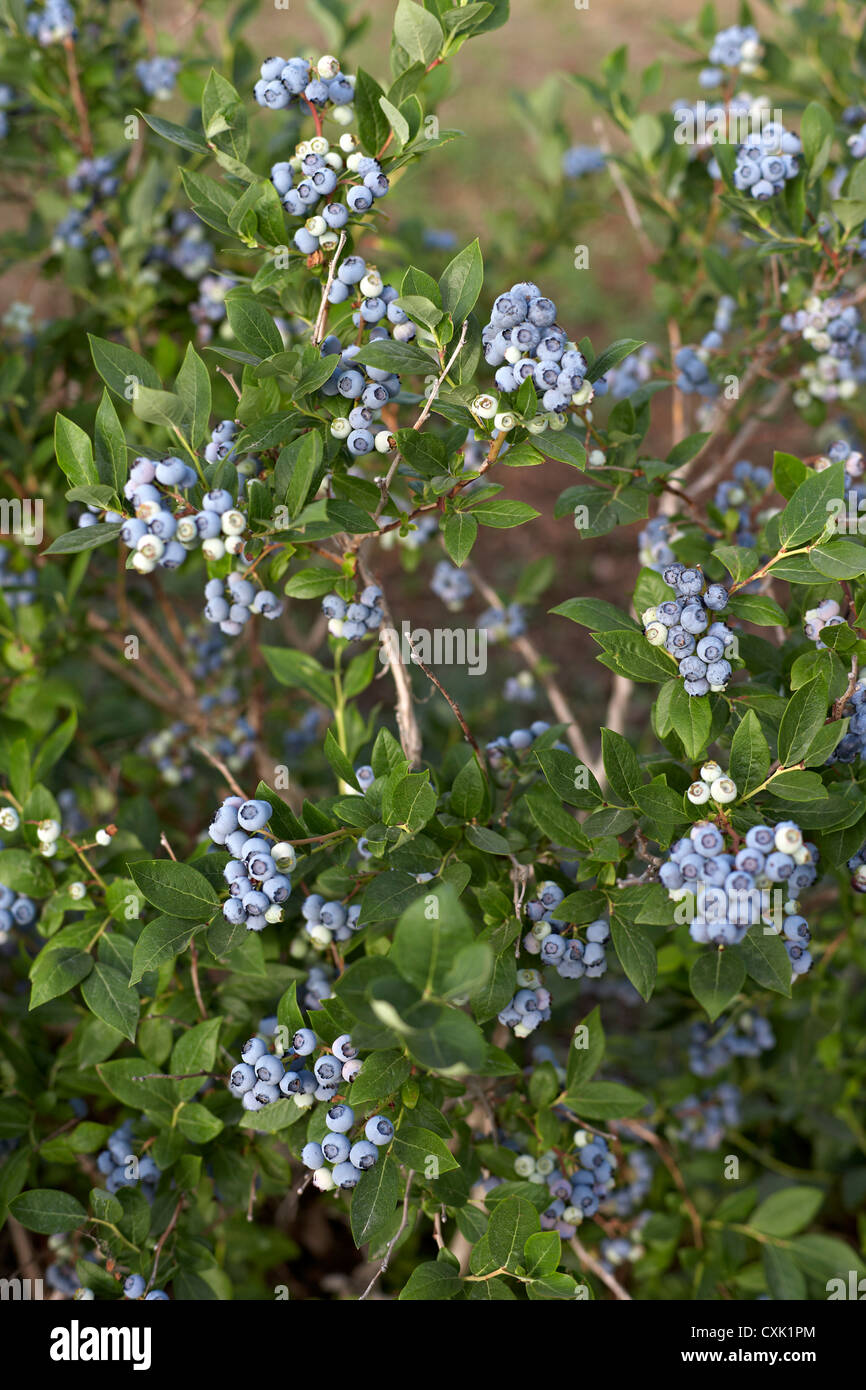 Blueberries, Barrie, Ontario, Canada Stock Photo Alamy