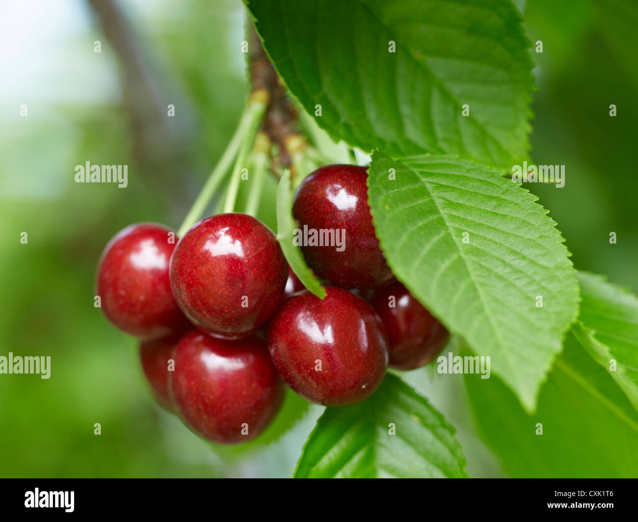 Sweet Cherries, Beamsville, Niagara Region, Ontario, Canada Stock Photo