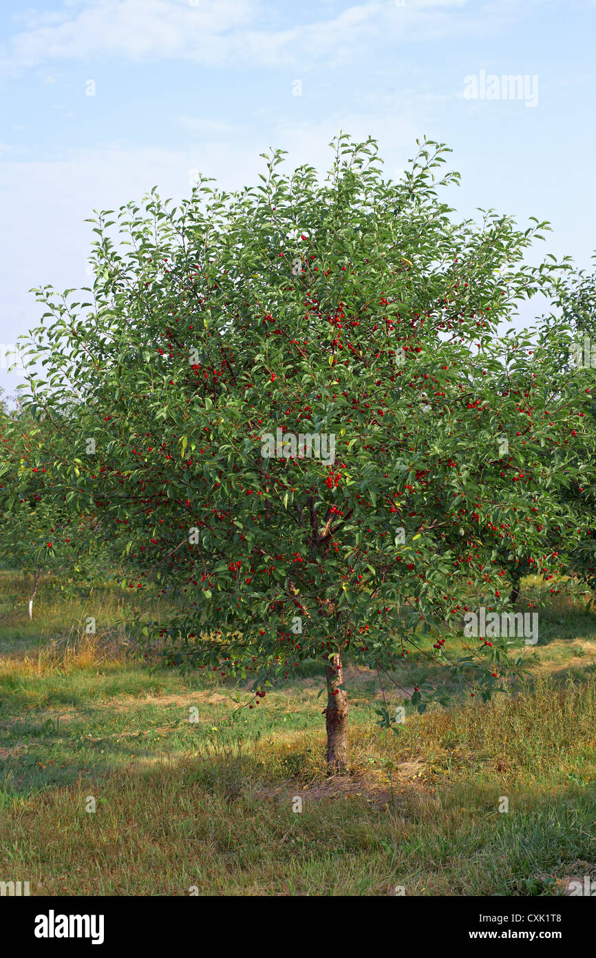 Sour Cherries, Beamsville, Niagara Region, Ontario, Canada Stock Photo Alamy