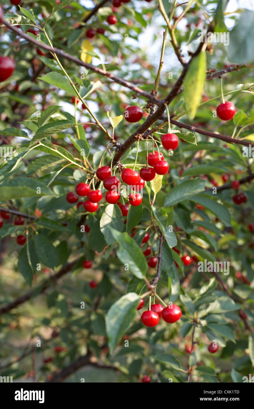Sour Cherries, Beamsville, Niagara Region, Ontario, Canada Stock Photo