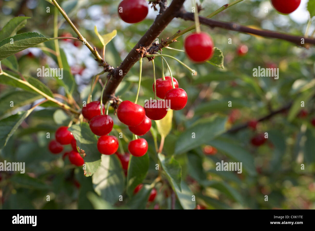 Sour Cherries, Beamsville, Niagara Region, Ontario, Canada Stock Photo