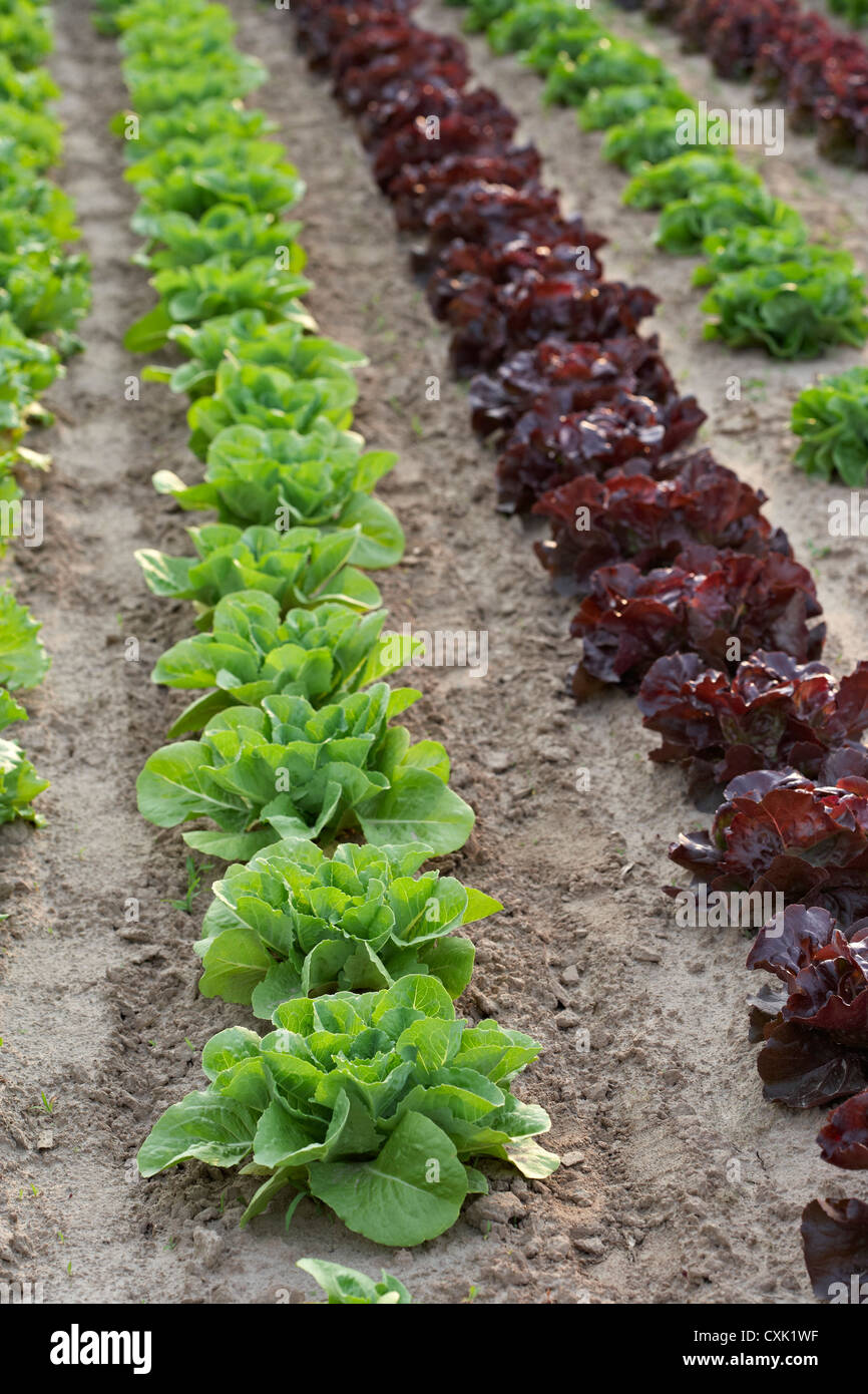Romaine and Leaf Lettuce, Fenwick, Ontario, Canada Stock Photo Alamy