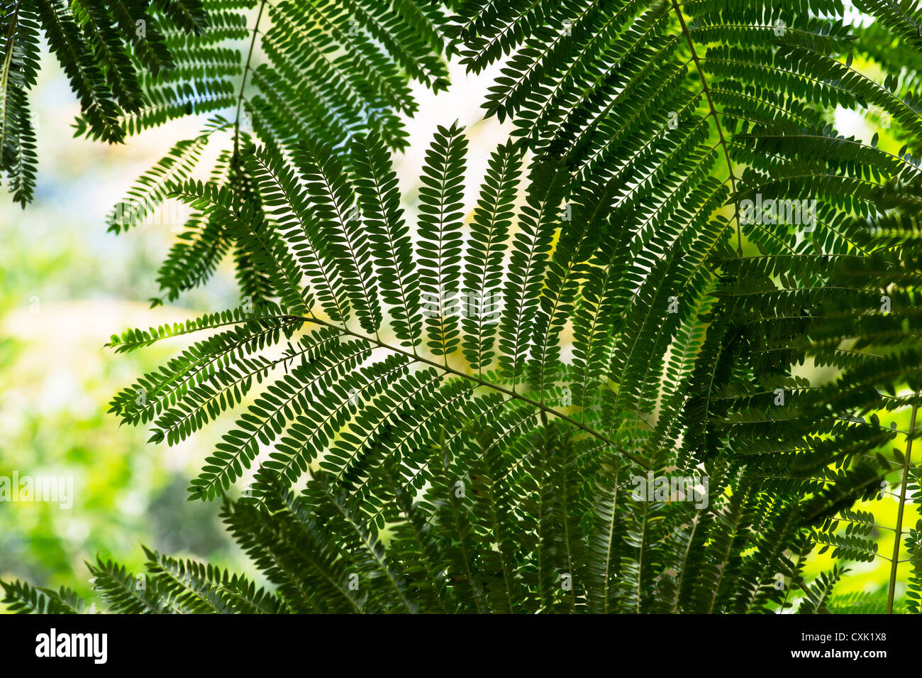 Albizia chinensis. Chinese Albizia. Silktree leaf pattern. India Stock Photo