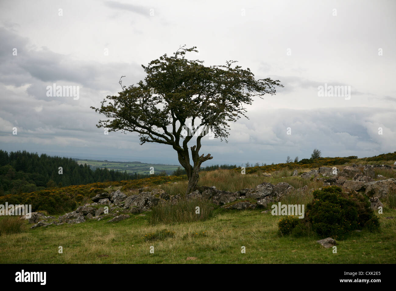 Hawthorn tree (Crataegus monogyna), Dartmoor National Park, with ancient granite stone wall, cloudy day Stock Photo