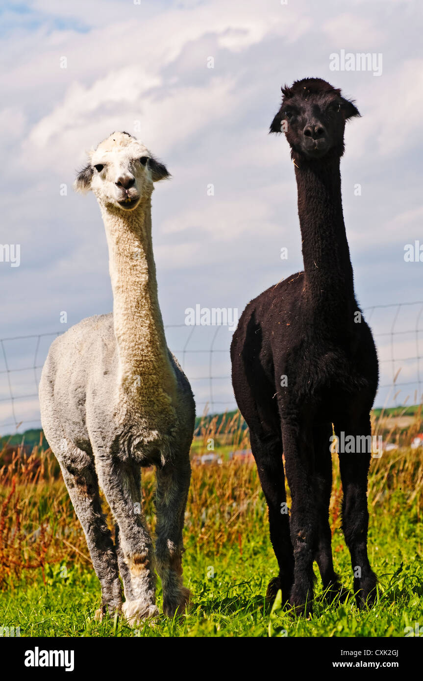 Alpaca black hi res stock photography and images Alamy