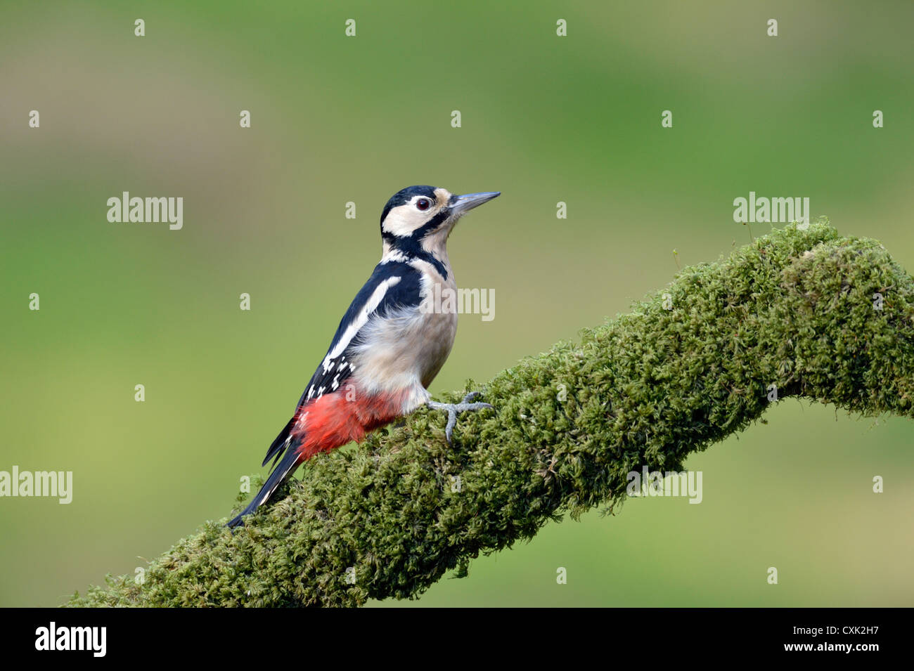Great spotted woodpecker (Dendrocopos major) Stock Photo