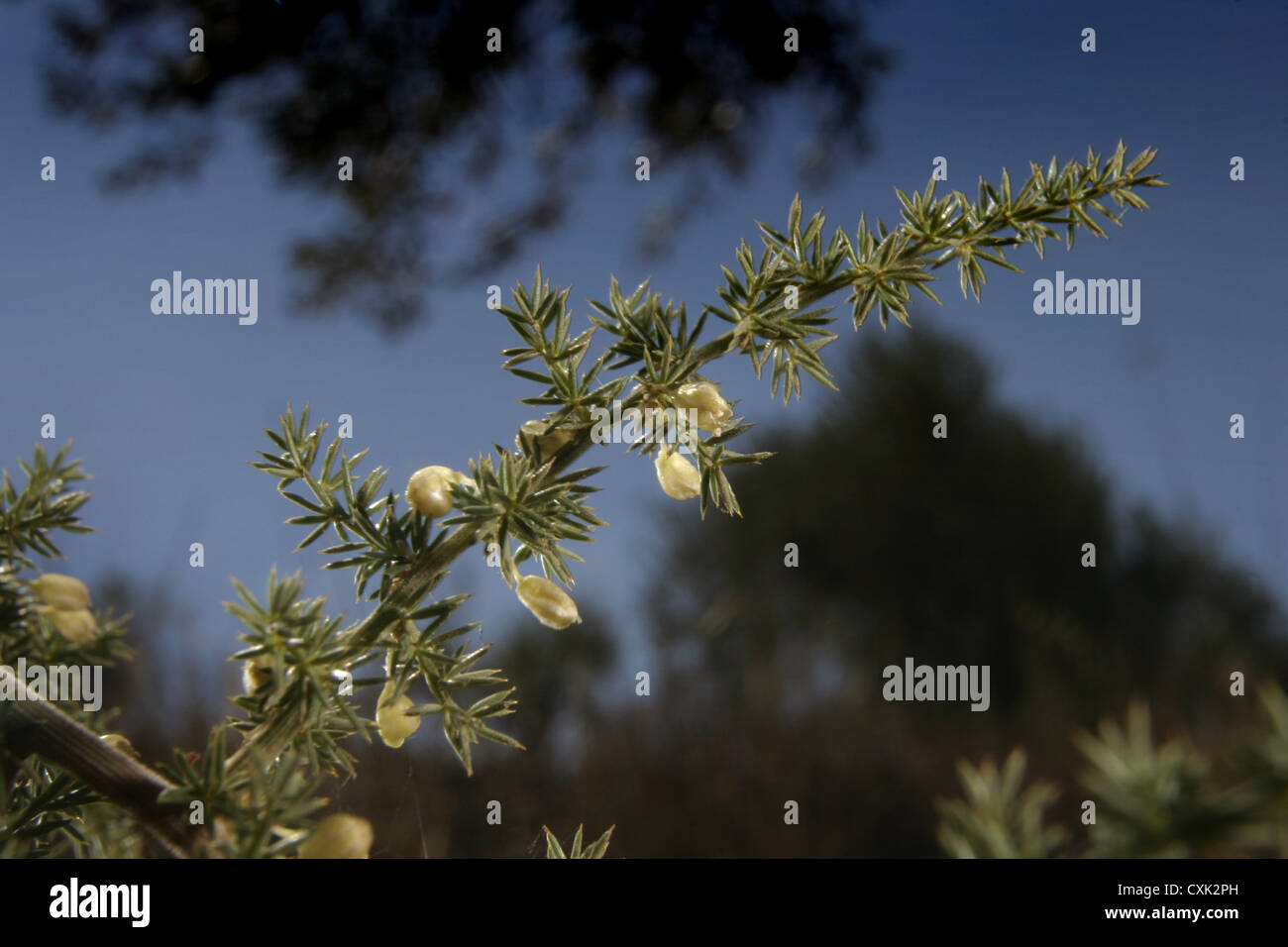 Asparagus plant flower hires stock photography and images Alamy