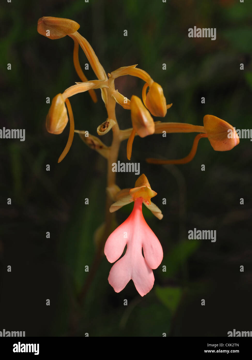 The Pink-Lipped Habenaria (Pink Snap Dragon Flower) found in tropical rain forests, National park, Thailand. Stock Photo