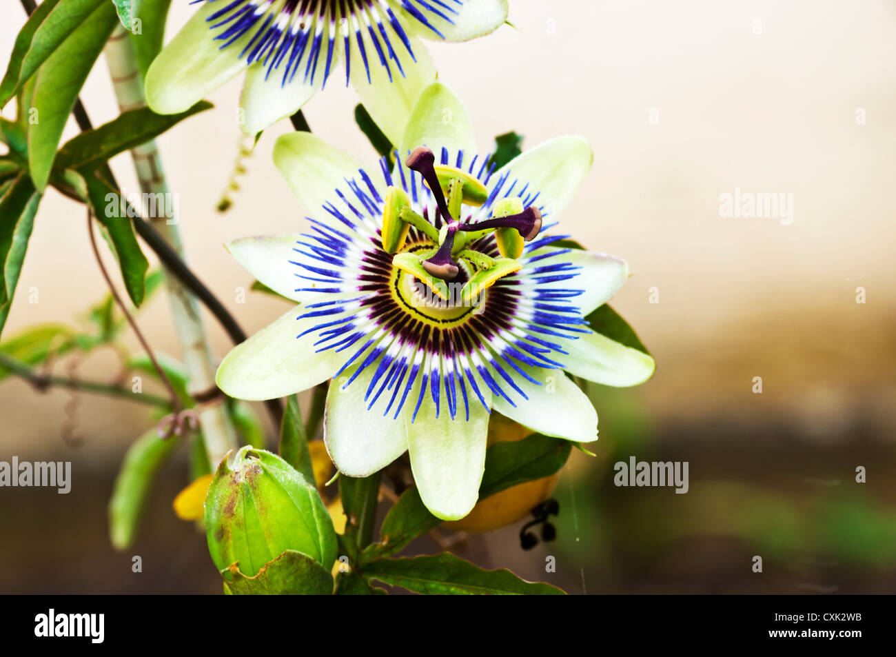 passion flower Stock Photo