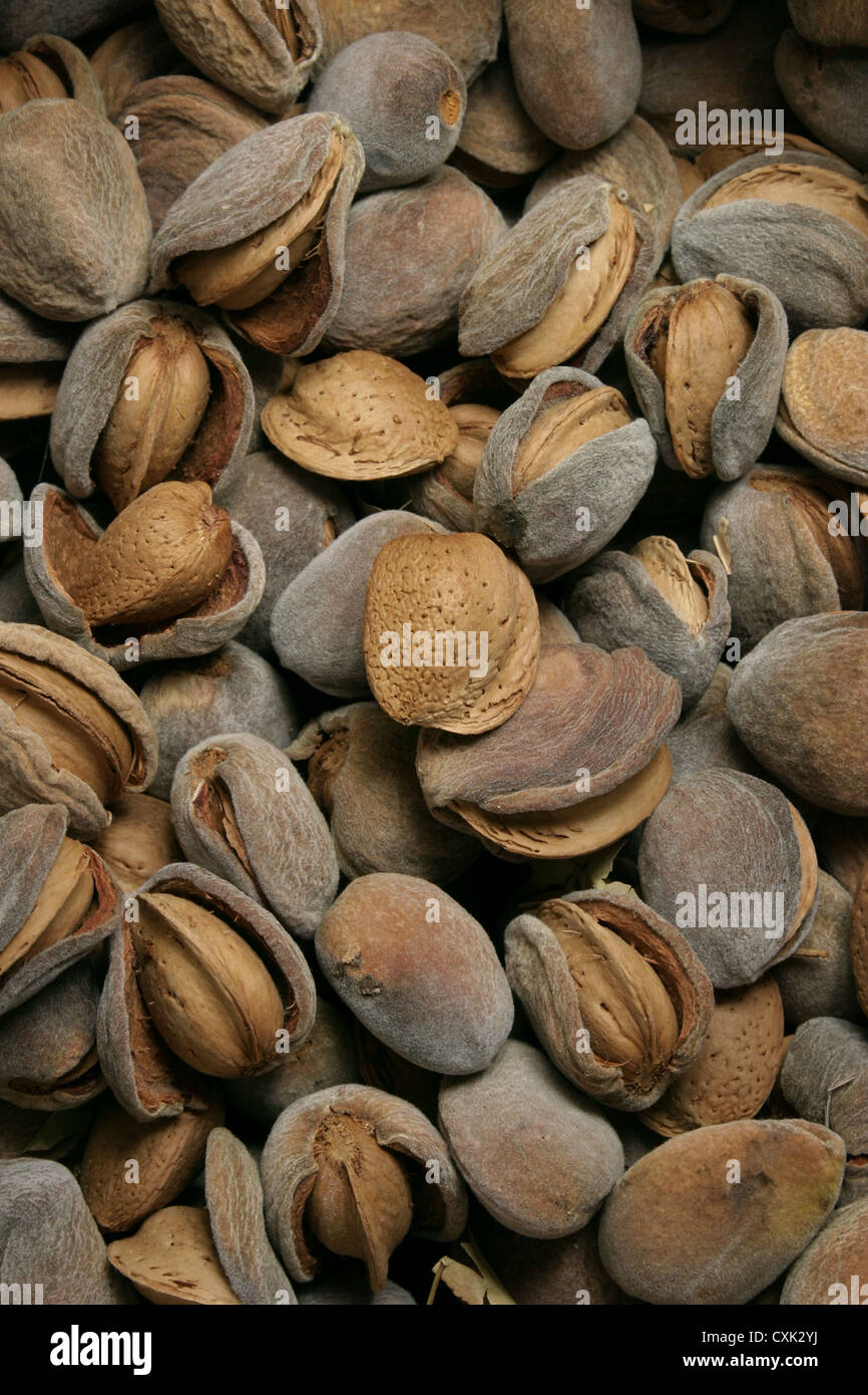 Picture Steve Race A mixed bag of Spanish almonds, often called