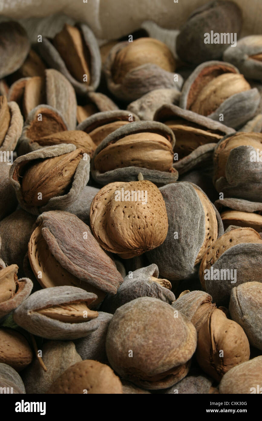 Picture Steve Race A mixed bag of Spanish almonds, often called