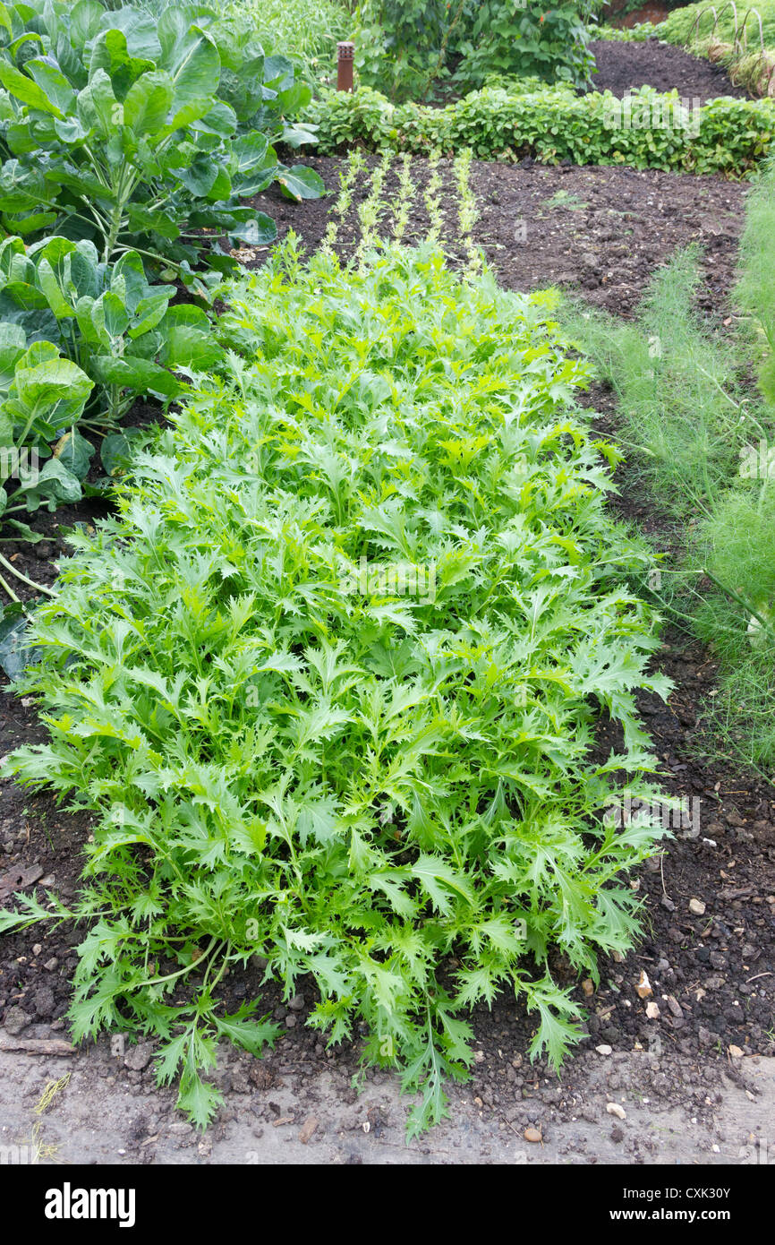 A Bed of Mizuna salad in a vegetable garden in summer. This is adds a peppery addition to any salad Stock Photo
