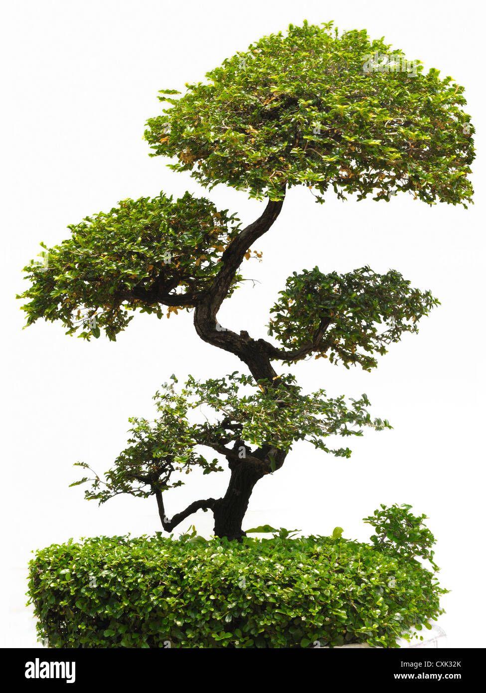 The bonsai tree isolated on white background Stock Photo - Alamy