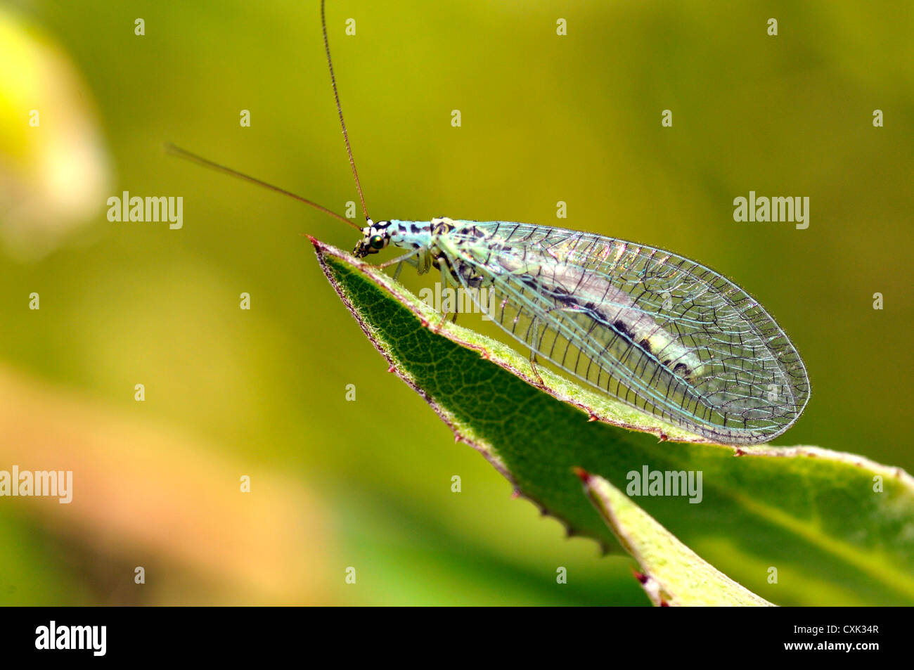 Macro of profile lacewings (Chrysopa) on leaf Stock Photo