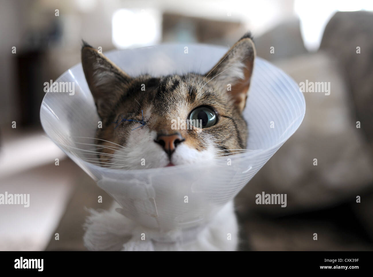 Oscar the cat who has been shot in the eye with an air rifle pellet