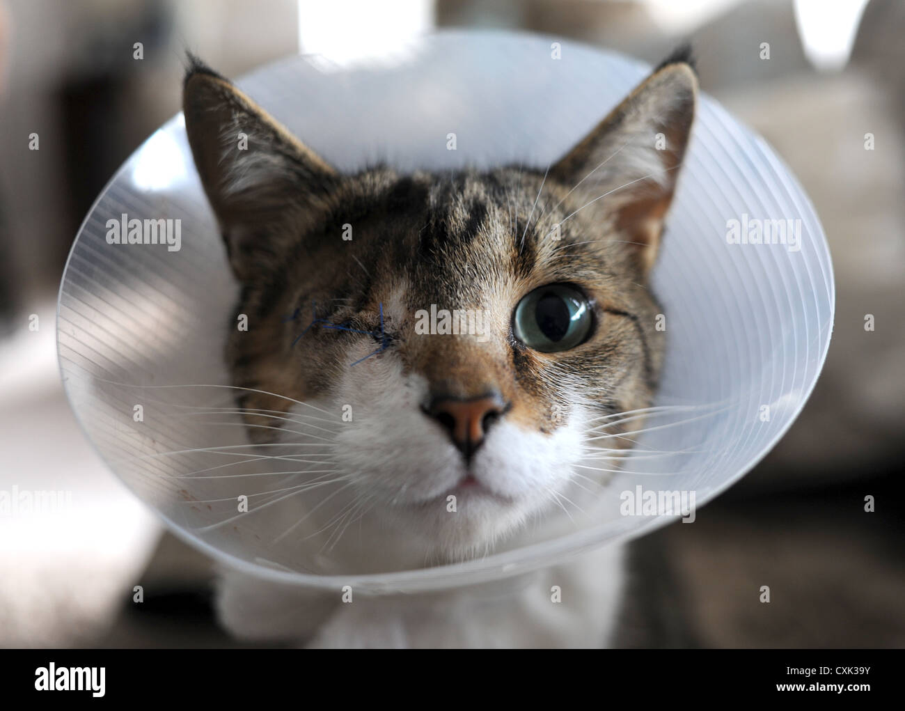 Oscar the cat who has been shot in the eye with an air rifle pellet