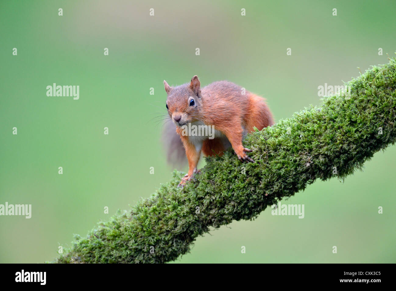 Red squirrel (Sciurus vulgaris) Stock Photo