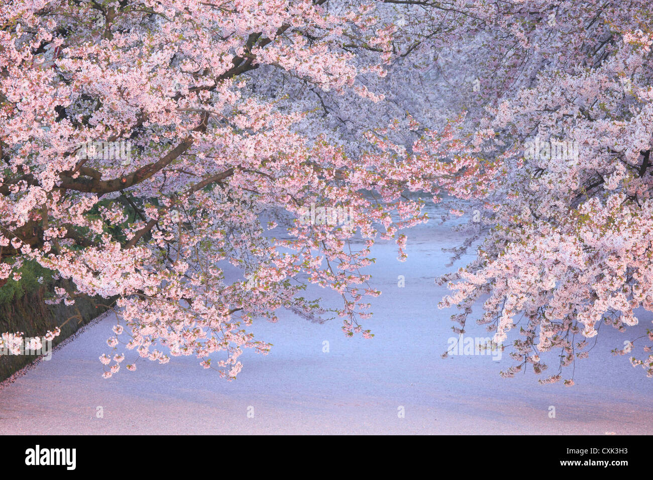 Cherry blossoms and flower raft at Hirosaki Park, Aomori Prefecture Stock Photo