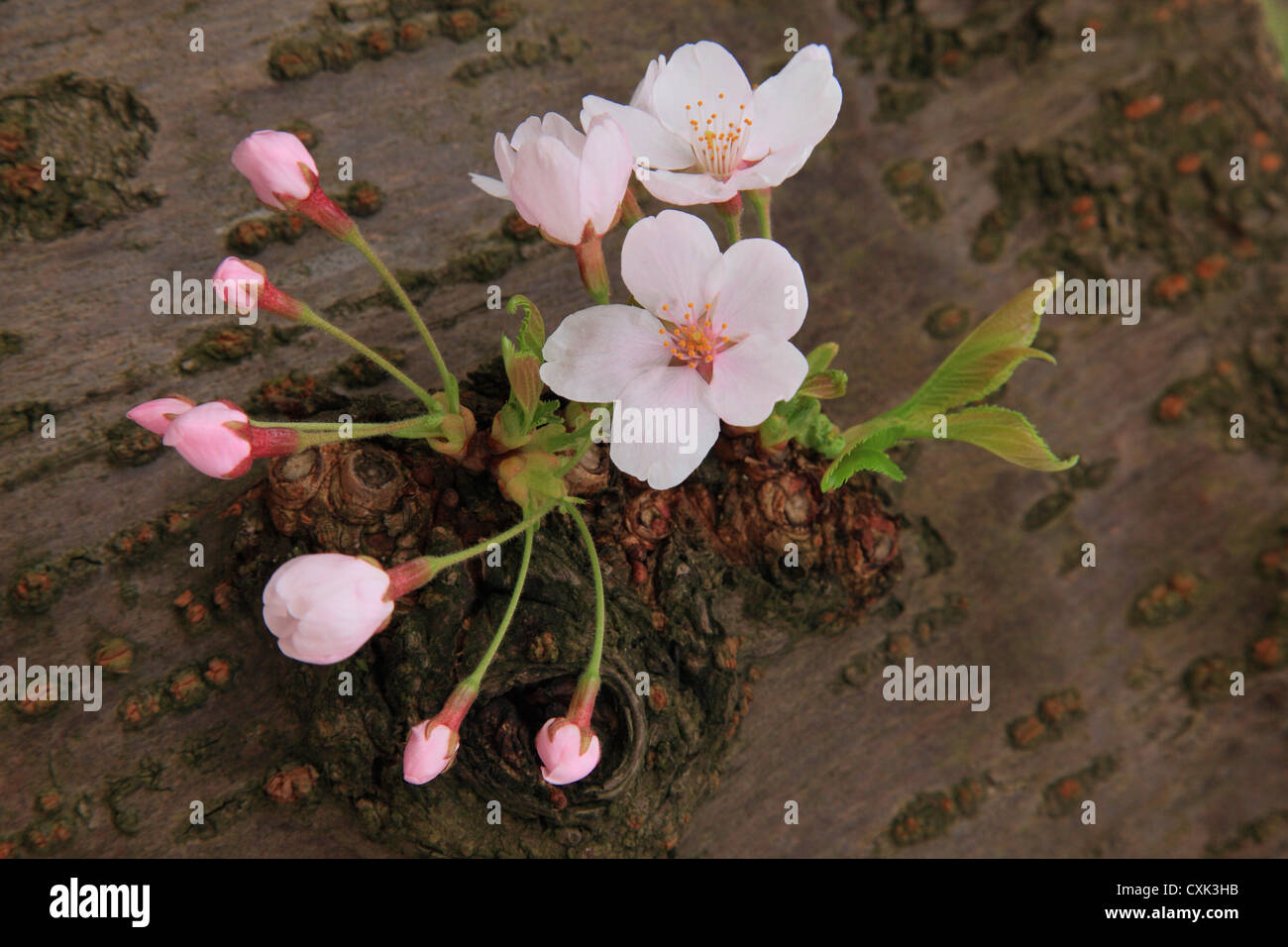 Cherry blossoms coming out from a stem Stock Photo