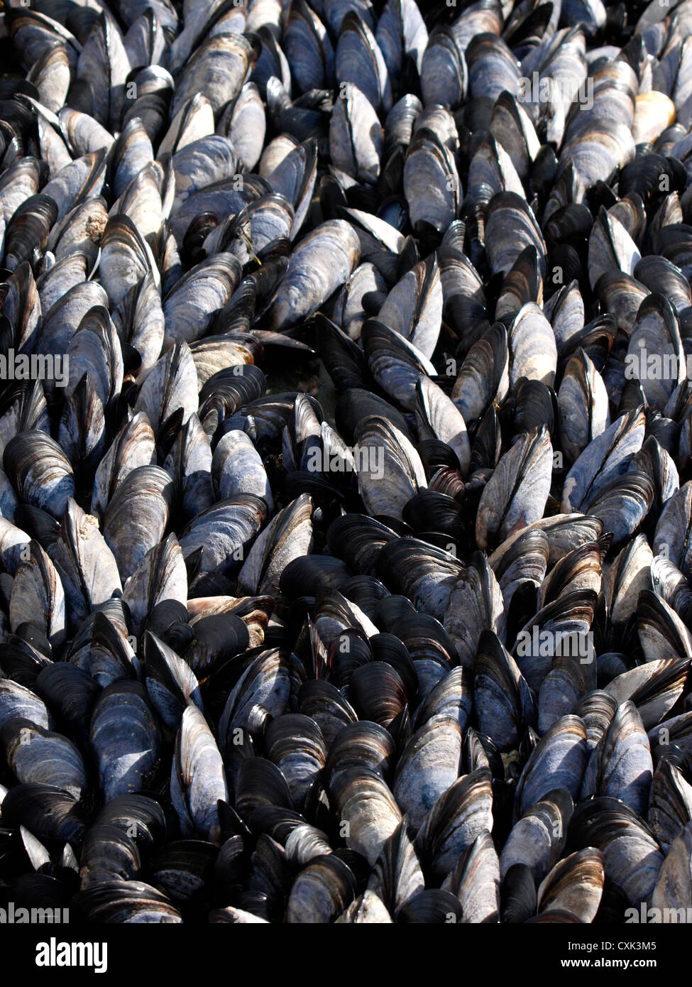 Shellfish growing on rocks hires stock photography and images Alamy