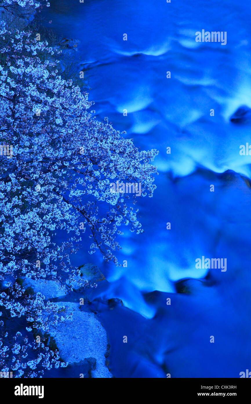 Cherry blossoms and Surikami river flow in Fukushima Stock Photo