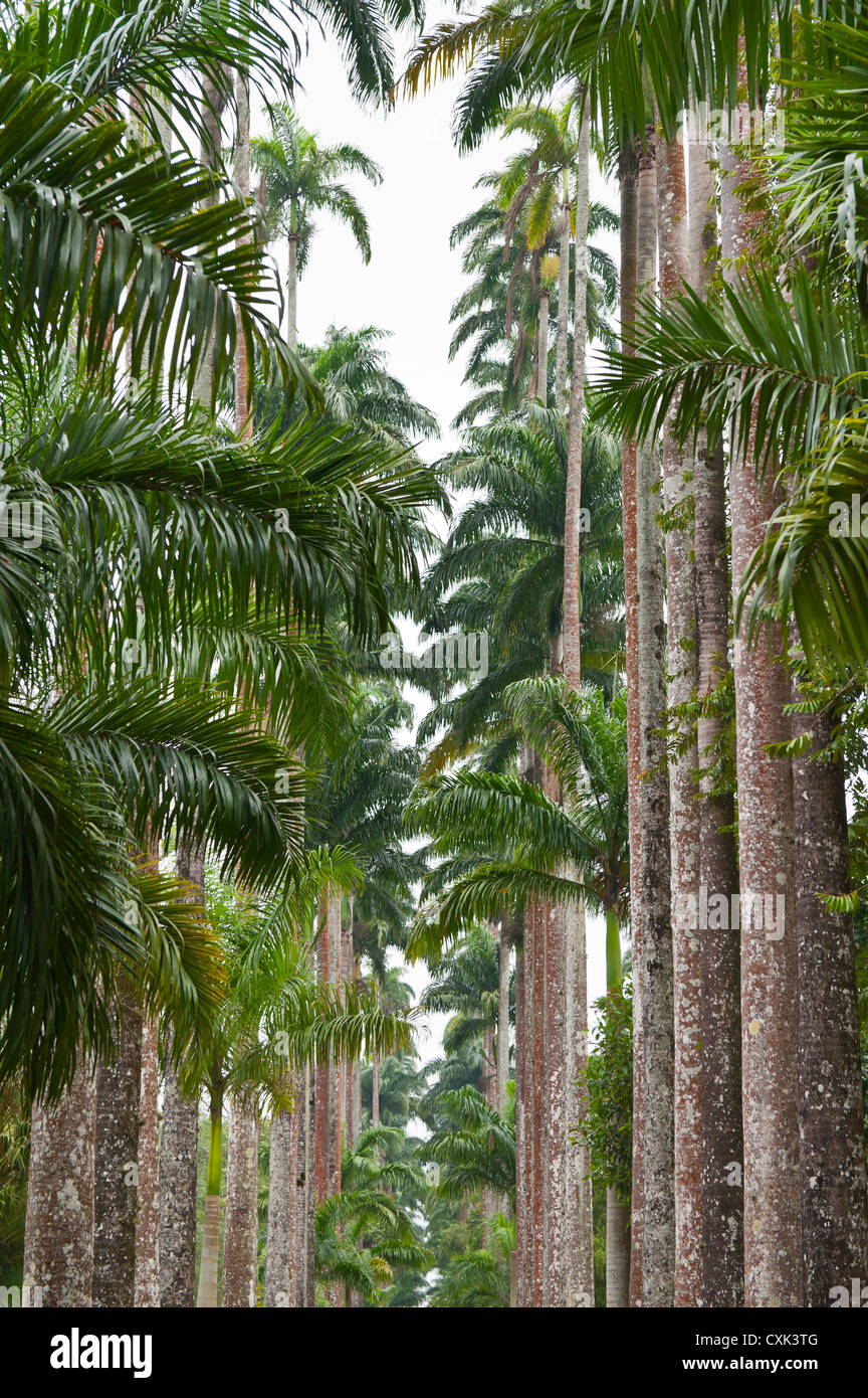 Palm Trees, Botanical Gardens, Rio de Janeiro, Brazil Stock Photo Alamy