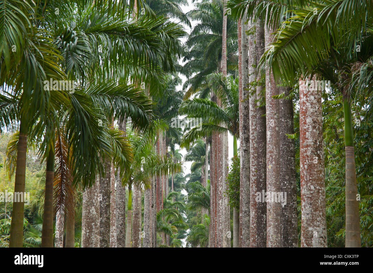 Palm Trees, Botanical Gardens, Rio de Janeiro, Brazil Stock Photo Alamy