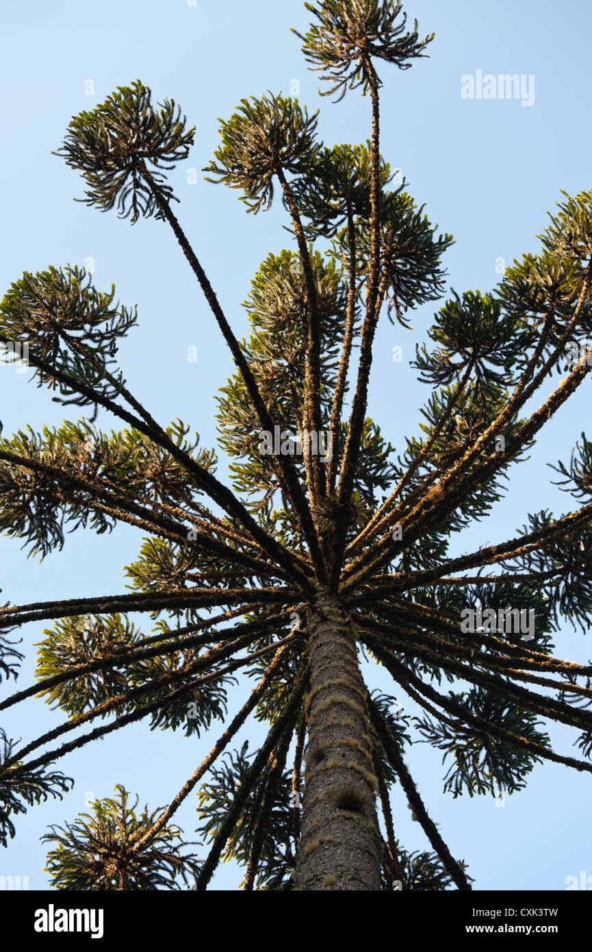 Brazilian Pine Tree, Atlantic Forest, Brazil Stock Photo