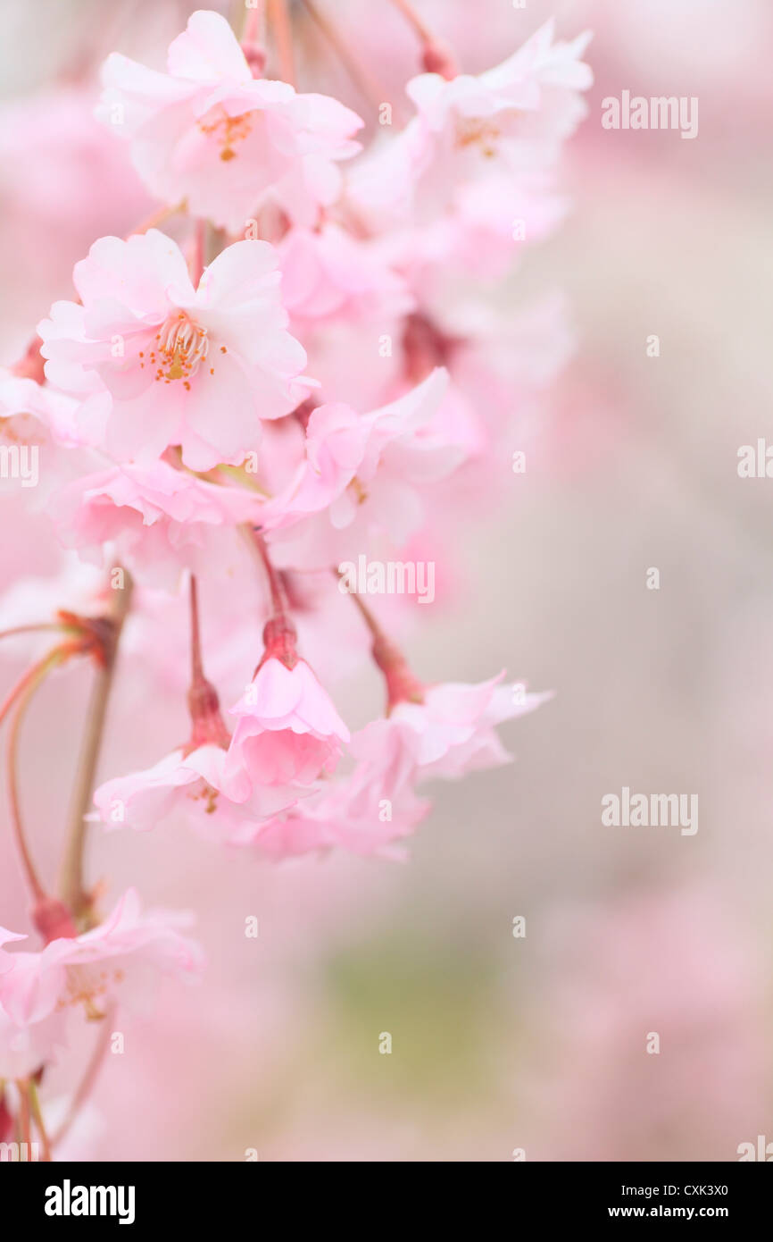 Cherry blossoms Stock Photo