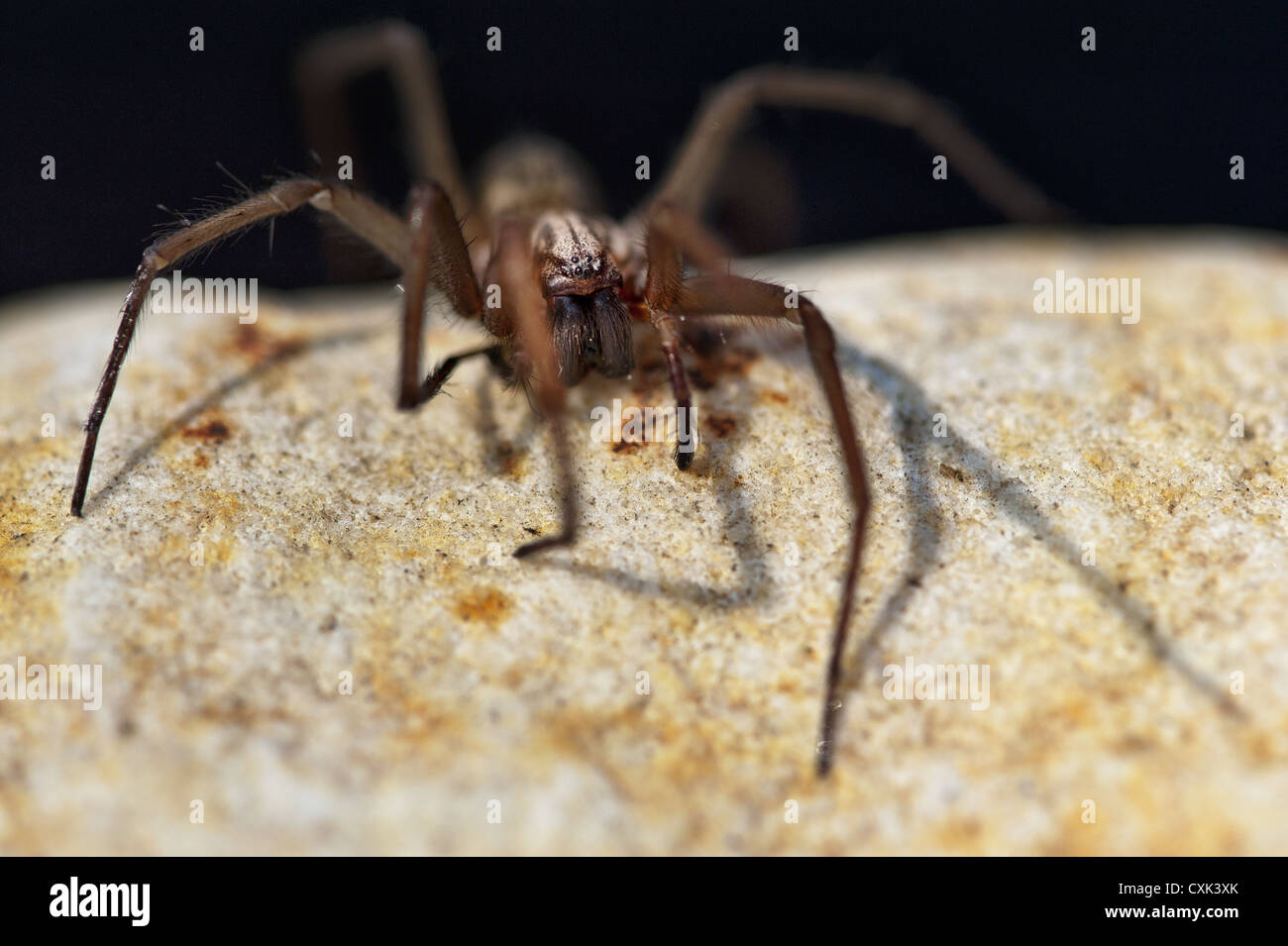 Large angles spider sitting on a rock Stock Photo