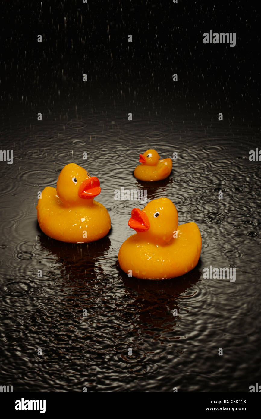 Family of Ducks in Heavy Rain on Water Stock Photo