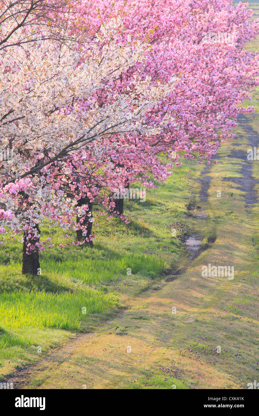 Cherry trees along Koayukai river in Shirataka town, Yamagata Prefecture Stock Photo