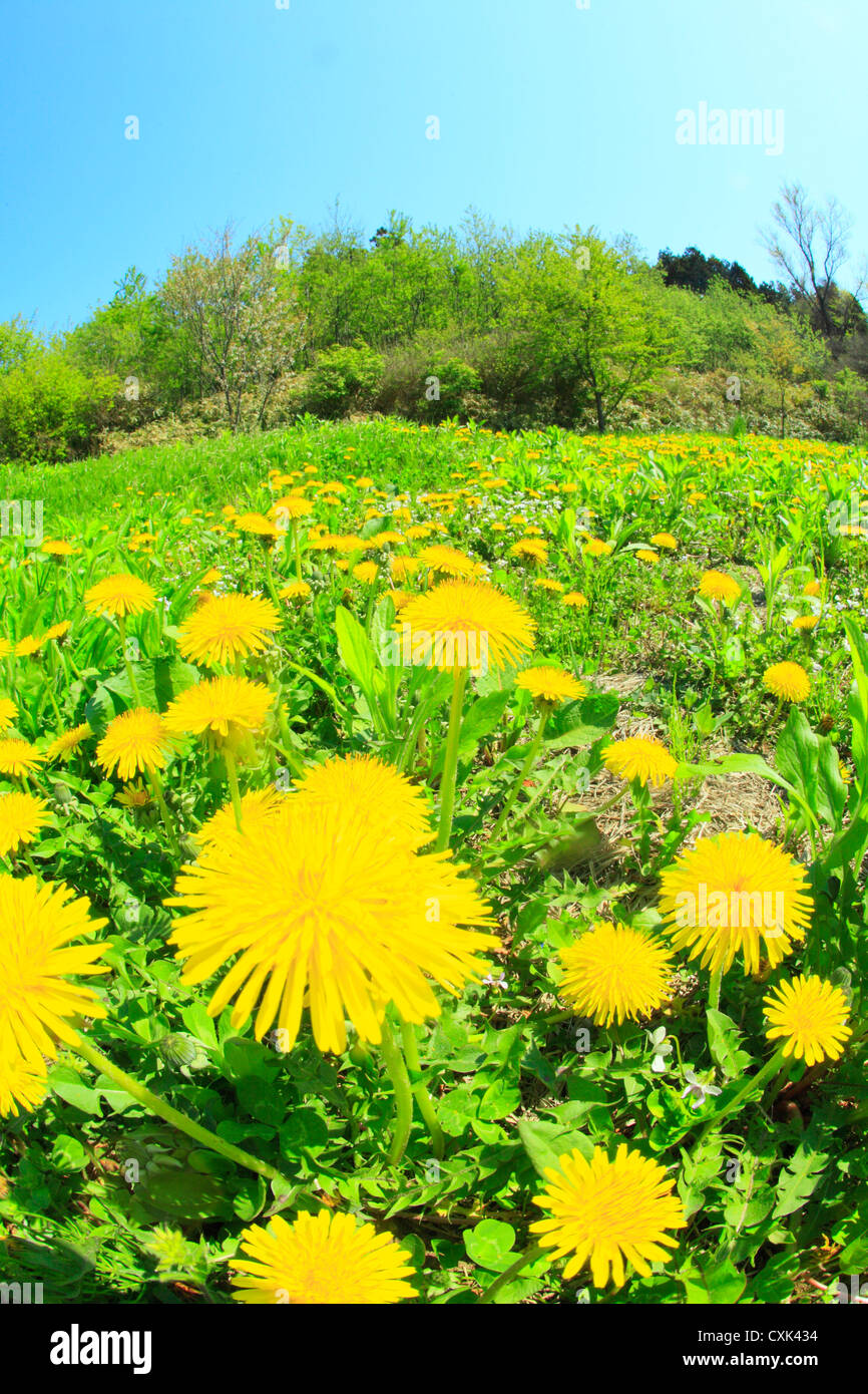 Close up of dandelions in Yokohama town, Aomori Prefecture Stock Photo