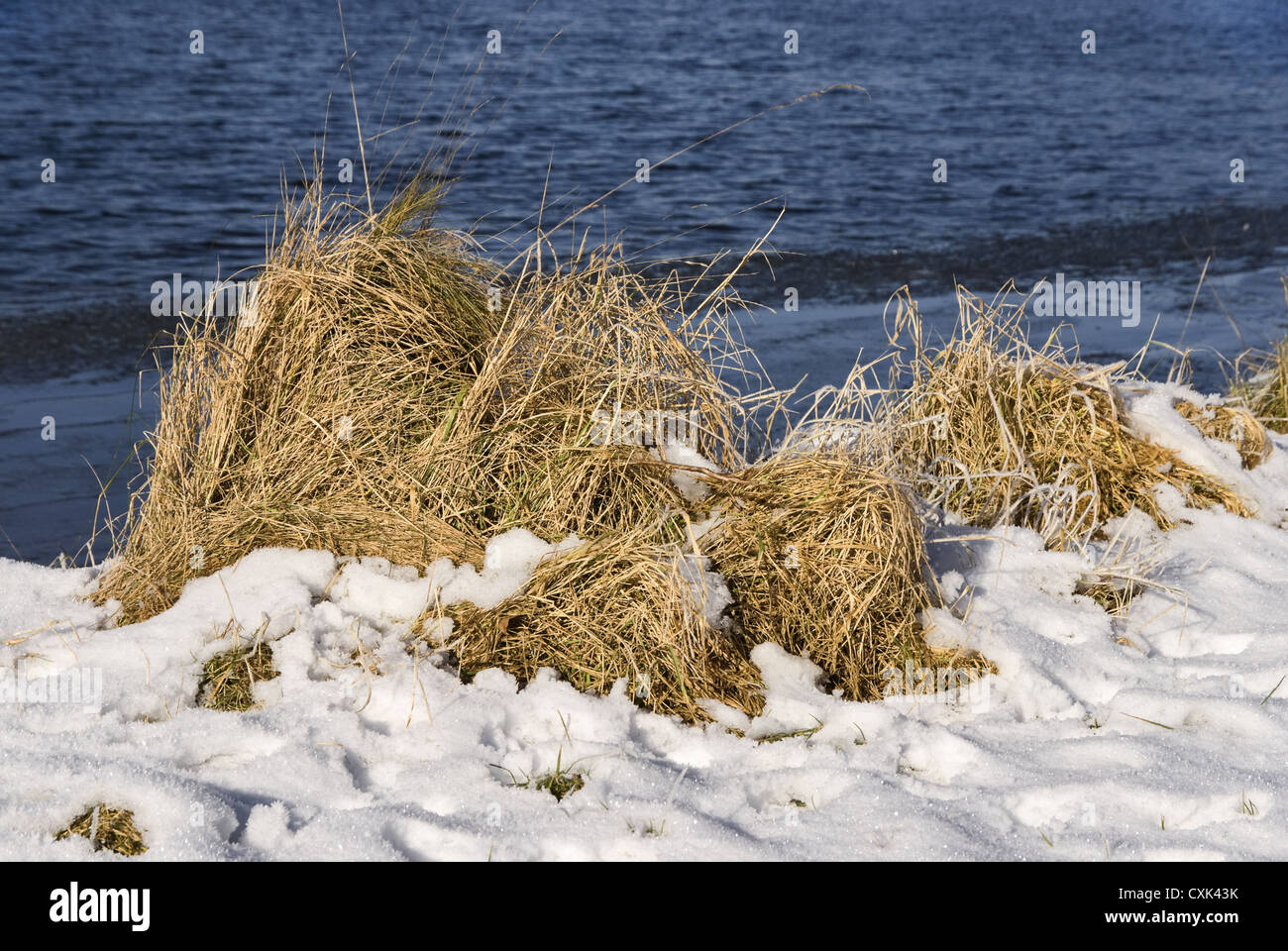 Beachgrass in the snow Stock Photo