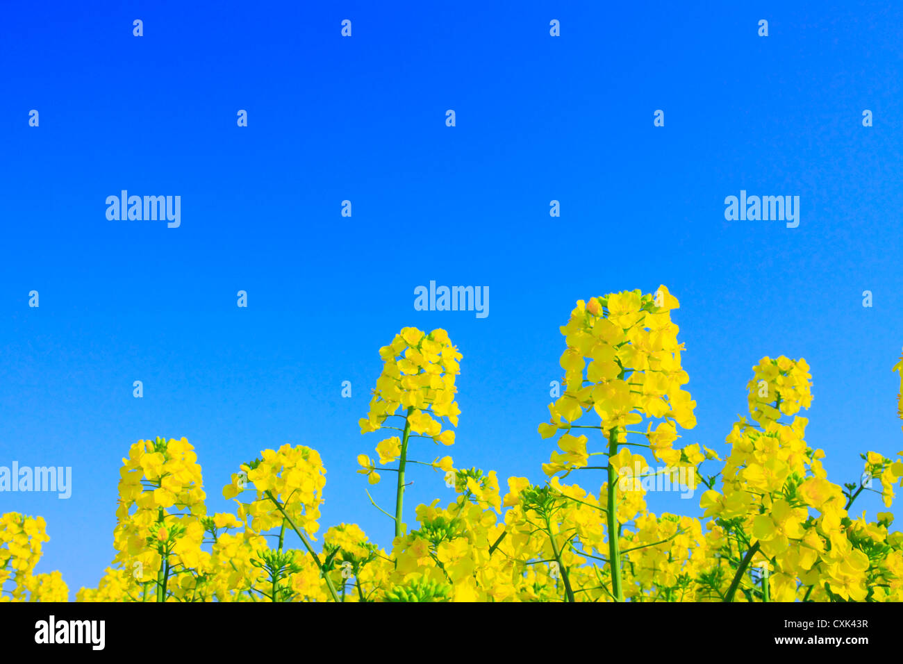 Rapeseed and blue sky Stock Photo