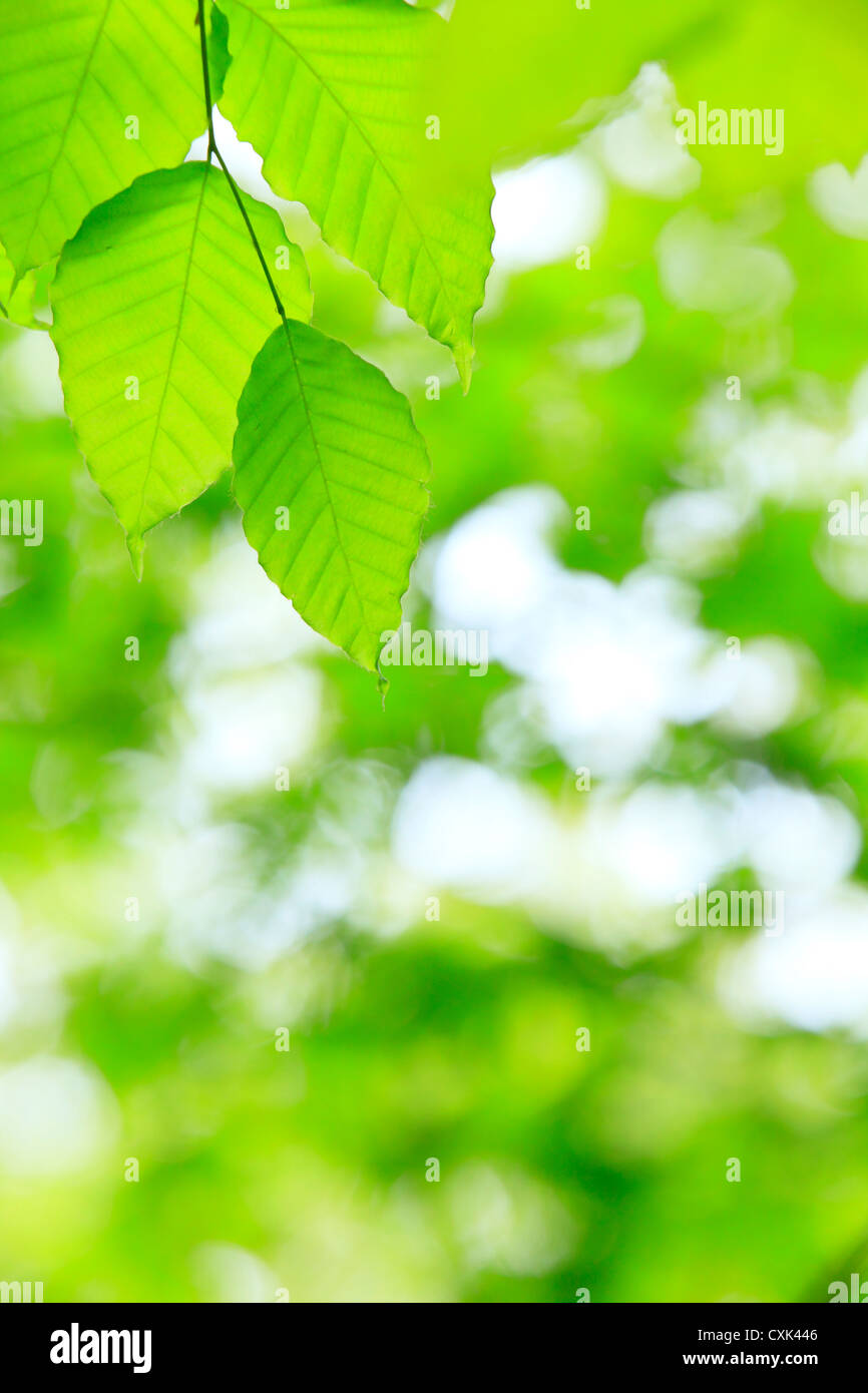 Young leaves of beech Stock Photo