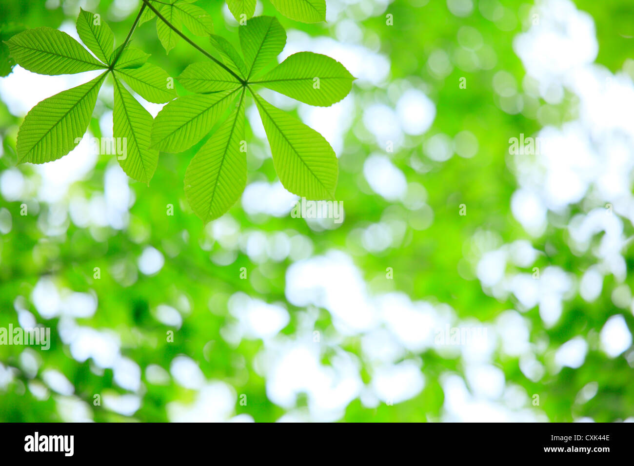 Aesculus young leaves Stock Photo