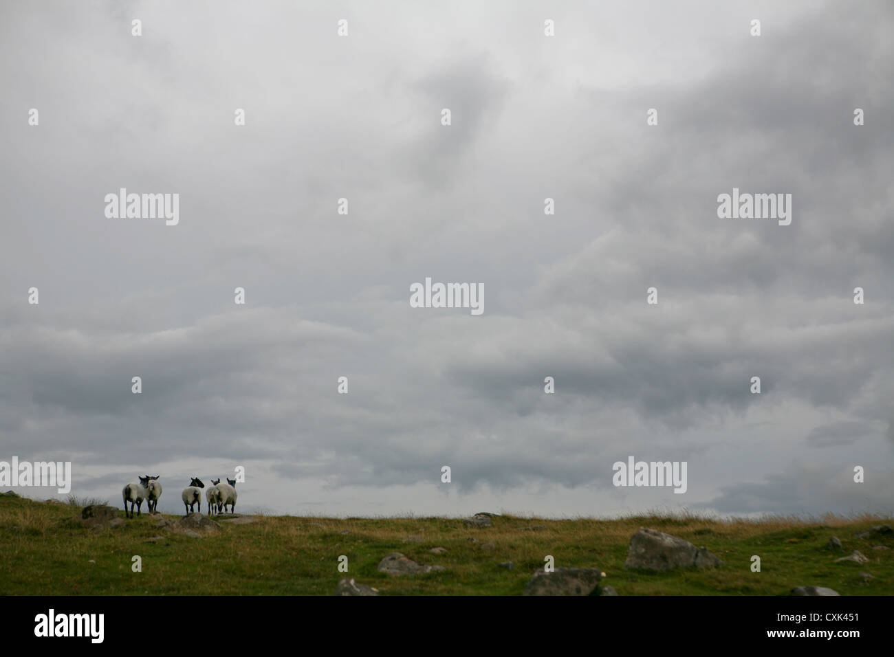 Five Suffolk sheep looking out on the horizon, Dartmoor, cloudy day. Stock Photo