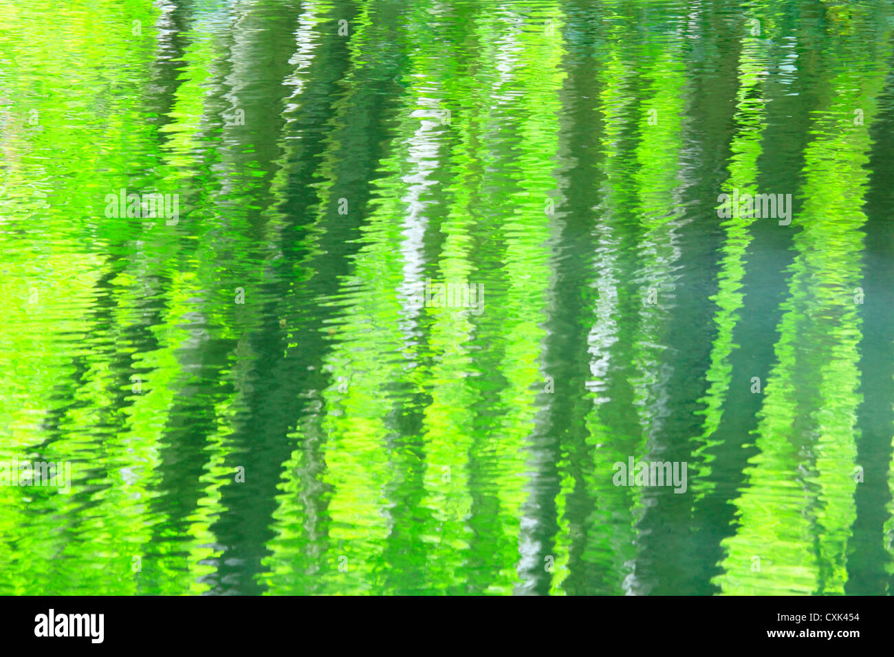 Fresh green beech forest reflected into the water in Aomori Prefecture Stock Photo