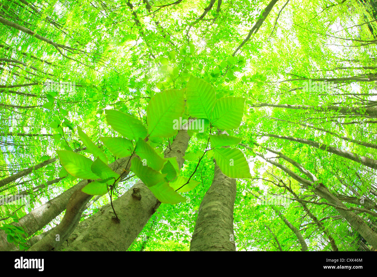 Beech forest and leaves in Akita Prefecture Stock Photo