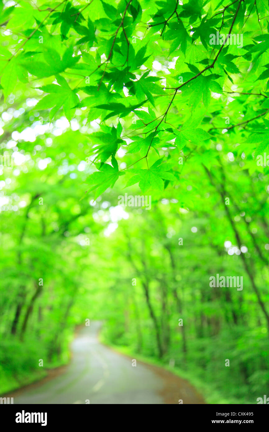 Green leaves maple road at Towada lakeside, Aomori Prefecture Stock Photo