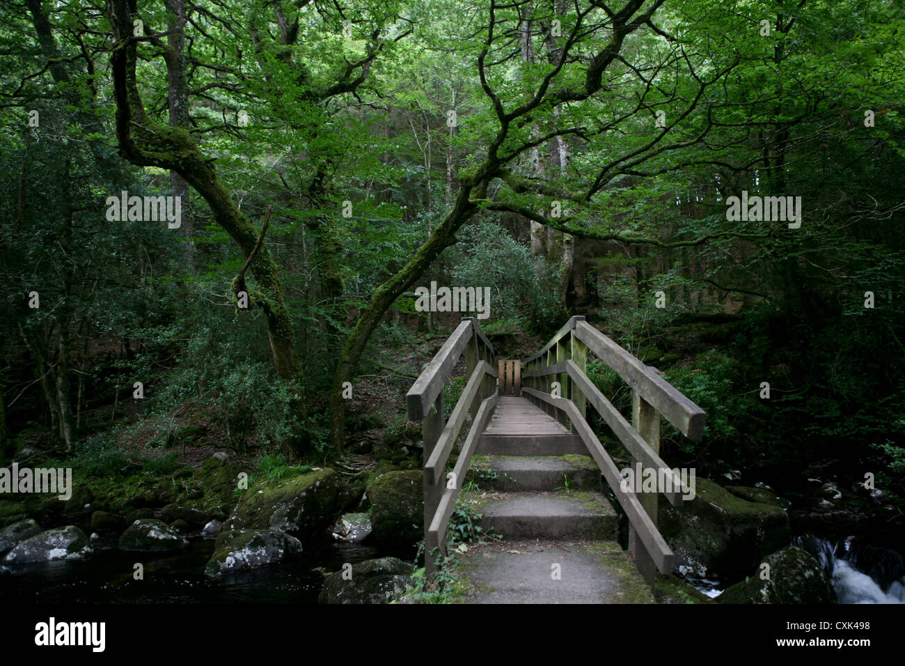 Wooden bridge in the forest hi-res stock photography and images - Alamy